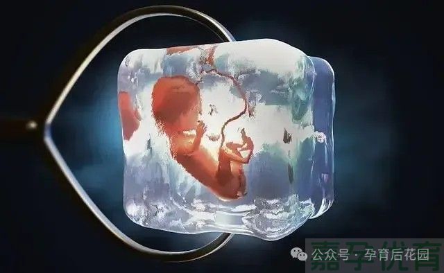 1229-1卵子与胚胎:冷冻技术背后的生命奥秘与挑战.jpg