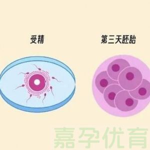 试管婴儿第 3 天胚胎谈话全攻略：这些核心要点必须掌握！