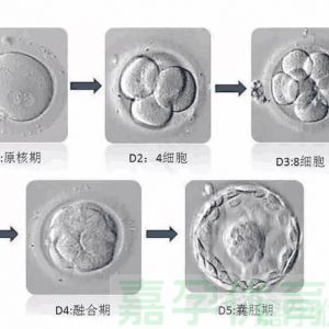 试管移植选鲜胚还是冻囊胚？一文读懂胚胎类型门道​