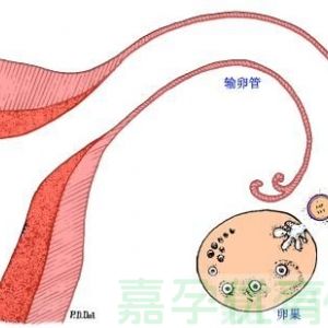 试管准妈妈必看！科学保胎全攻略，稳住好孕不慌张​