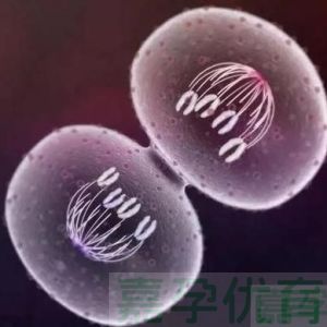 胎停后必做的 6 件事！这样准备下次备孕才稳当