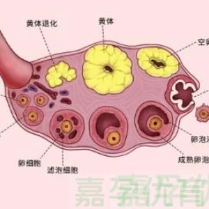 36 岁备孕 2 年无果：他无精，我盆腔留疤，供精 IVF 