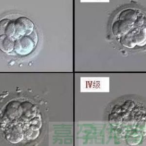 D5 囊胚和 D6 囊胚，到底哪个移植成功率高？研究结果颠覆